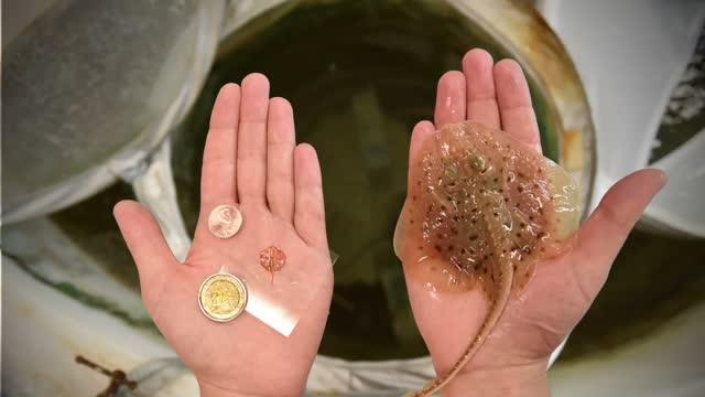 The Debut of a Robotic Stingray, Powered by Light-Activated Rat Cells (10 of 18)