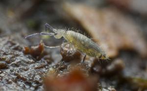 Small springtail