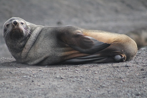 Antarctic fur seal