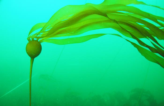 kelp_BrendaKonar.jpg