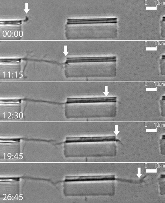 Neuron Growth across Microtube Array