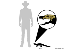 Size comparison