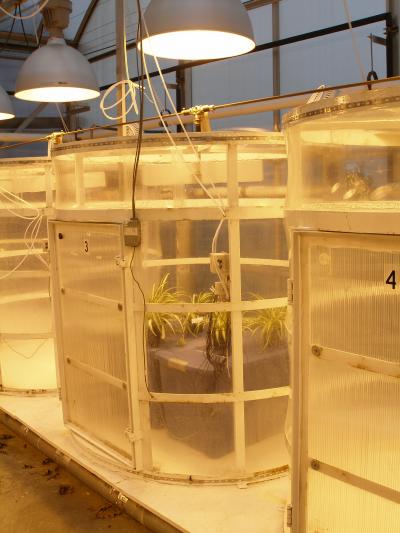 Houseplants Cut Indoor Ozone