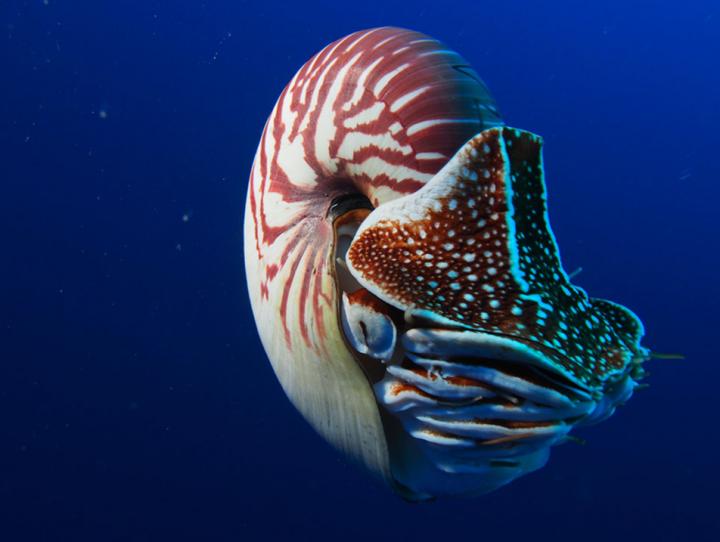 Nautilus in Philippines