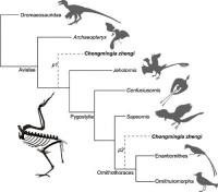 Simplified Mesozoic Avian Cladogram