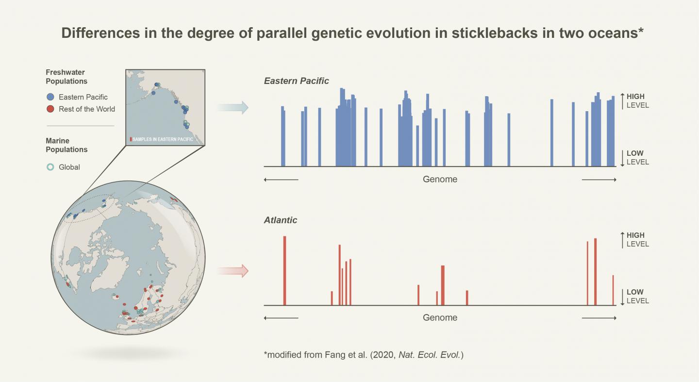 Differences in the Degree of Parallel Genetic Evolution Figure