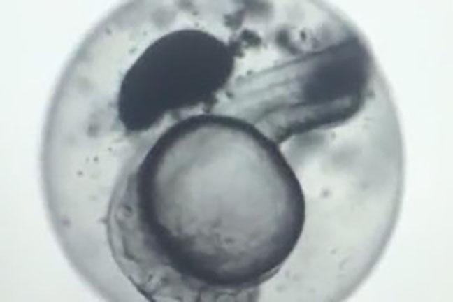 Embryo