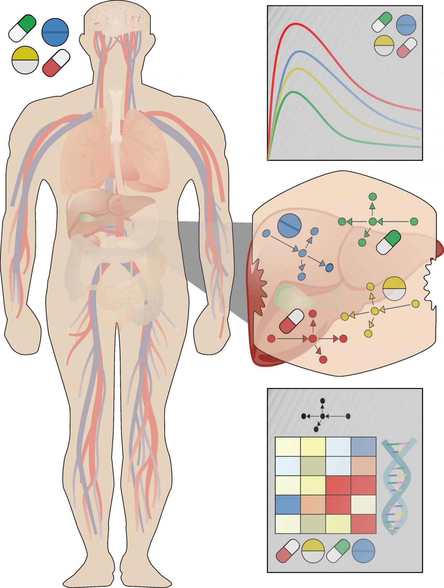 Toxic Liver Effects of Fifteen Drugs Predicted Using Computational Approach