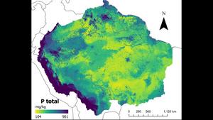 Maps developed with artificial intelligence confirm low levels of phosphorus in Amazonian soil