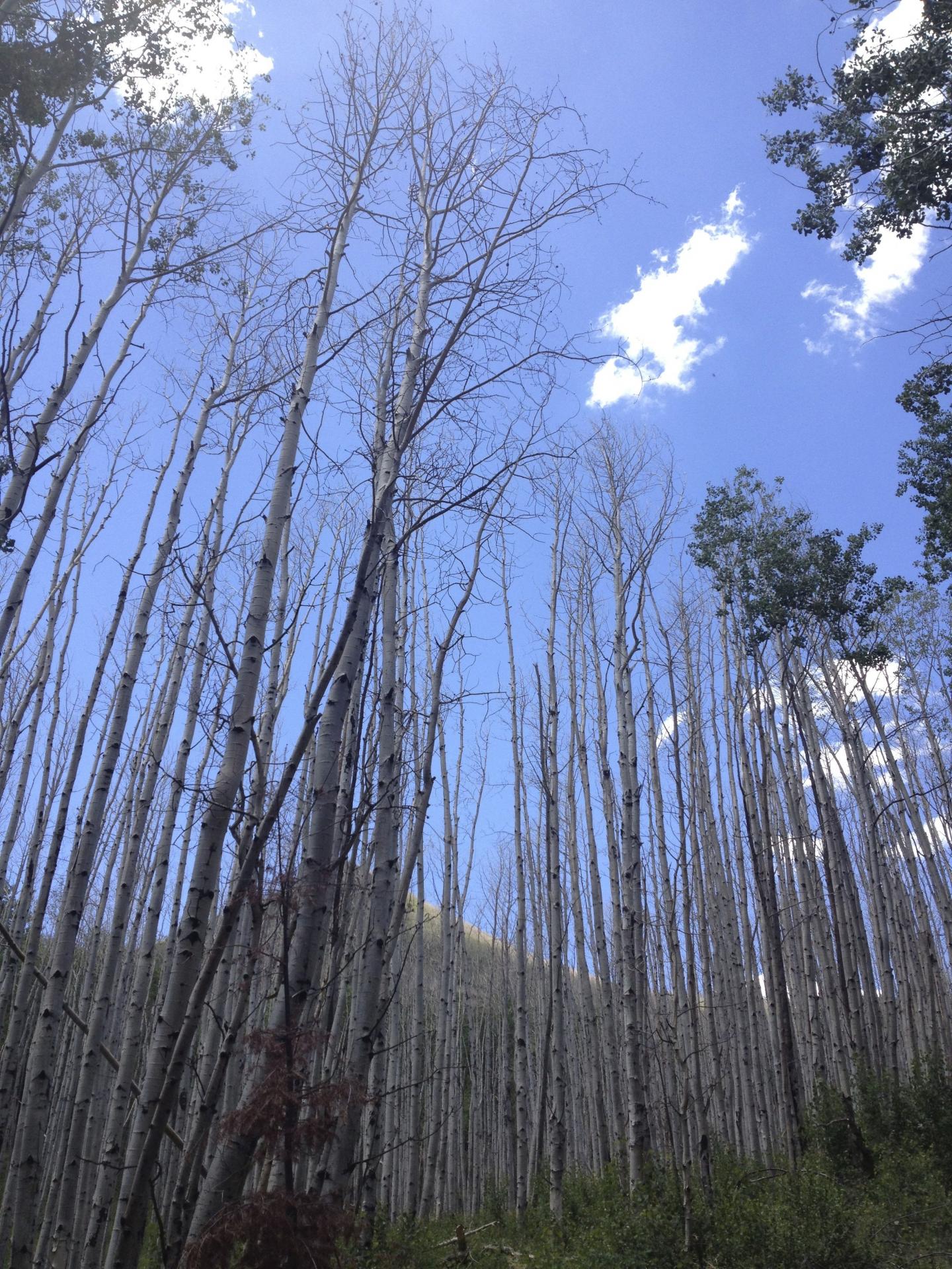 Aspen Forest Drought