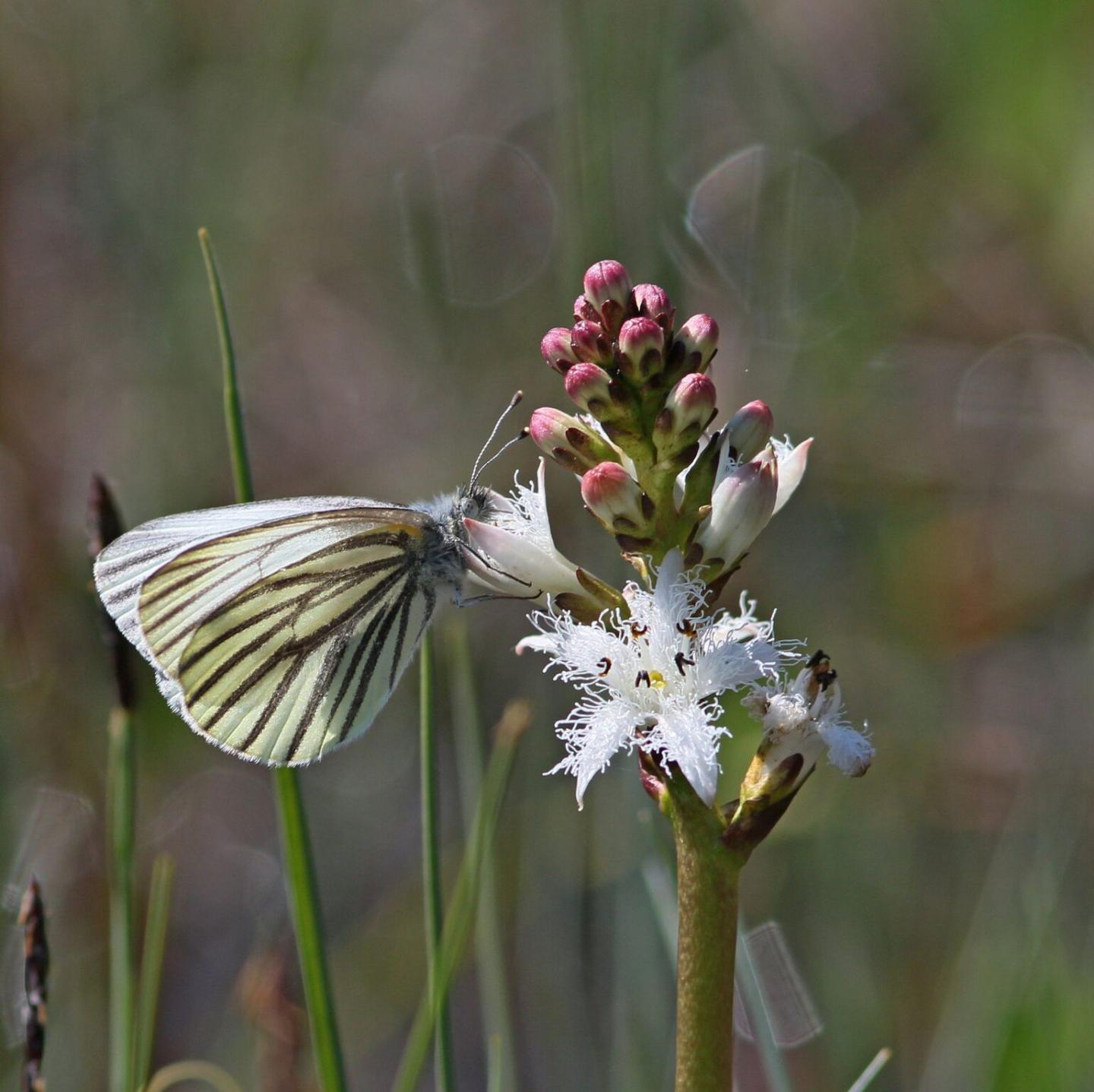 The Mustard White Butterfly