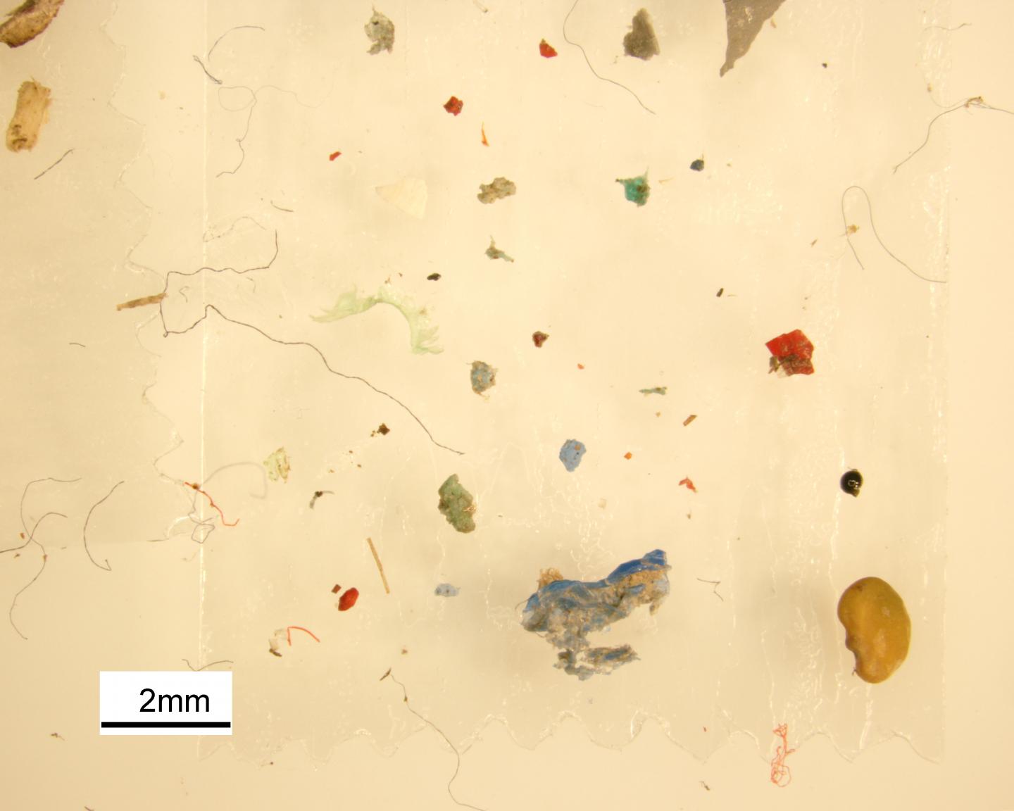 Microplastics