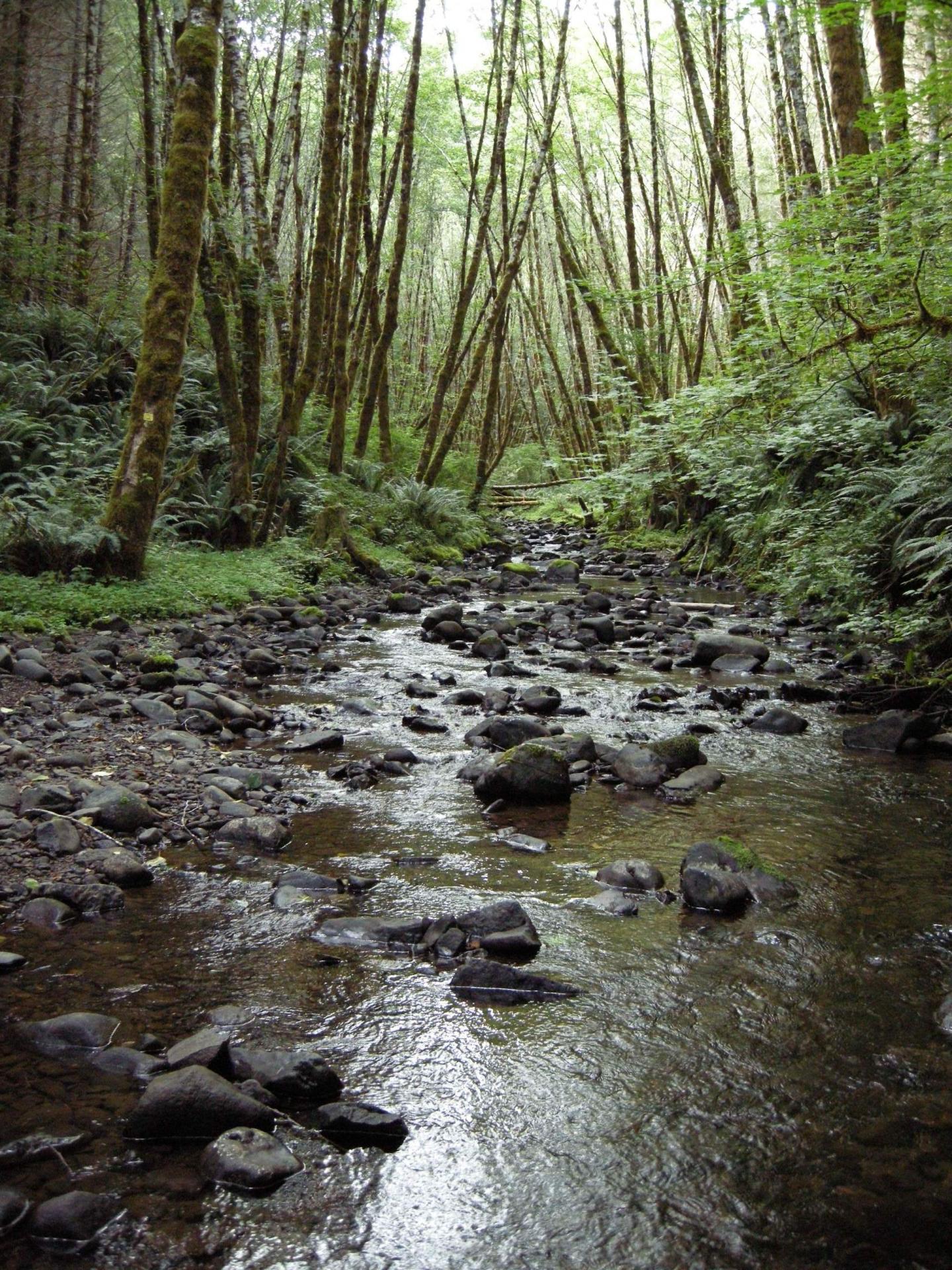 Rock Creek, Oregon [IMAGE] EurekAlert! Science News Releases