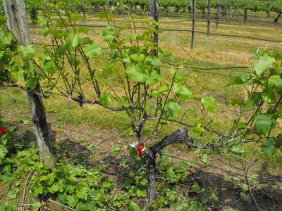 Early Defoliation of Great Lakes Wine Grapes Tested