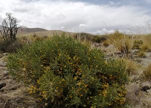 Parastrephia quadrangularis on the Pichu Pichu volcano (Peru)