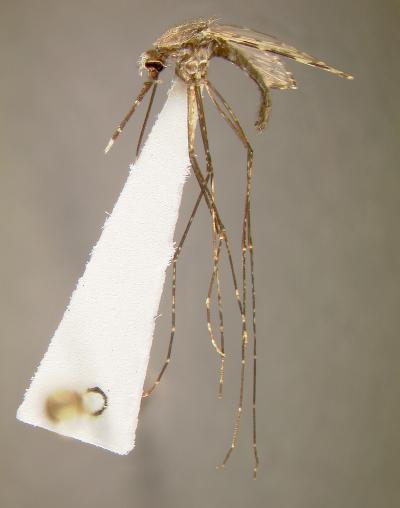 Killer Mosquito: Anopheles gambiae, the World's Worst Malaria Vector