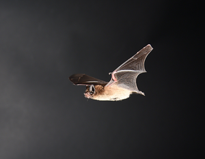 Bat in flight 2