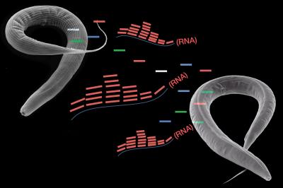 Small RNA Transmission
