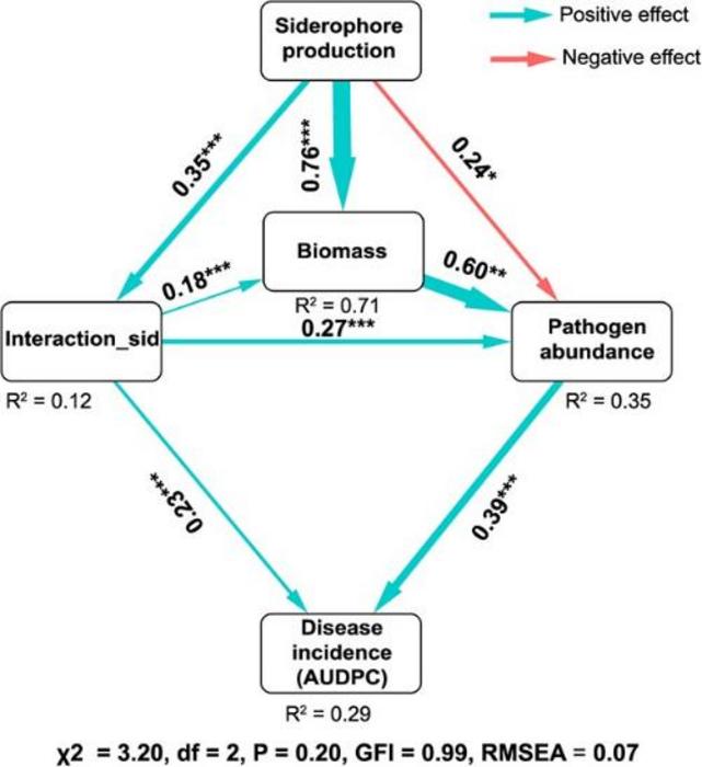 Structural equation model linking siderophore production, siderophore-mediated interactions, and biomass with pathogen abundance and disease incidence (AUDPC) of plant bacterial wilt. Siderophore production.