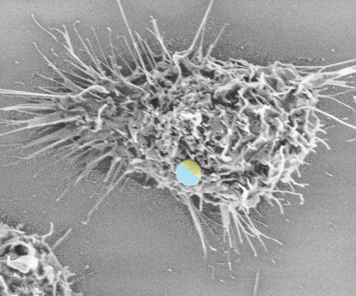 White Blood Cell Engulfing a Janus Particle