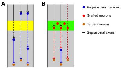 Neuronal Relays