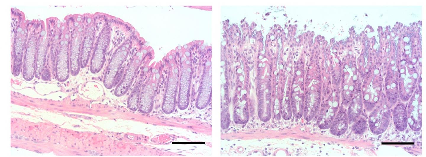 Scientists Find Molecular Link Between Vitamin A Derivative and Mouse Intestinal Health