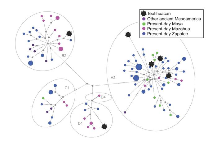 Median-joining network of mitogenome sequences for ancient and present-day Mesoamericans