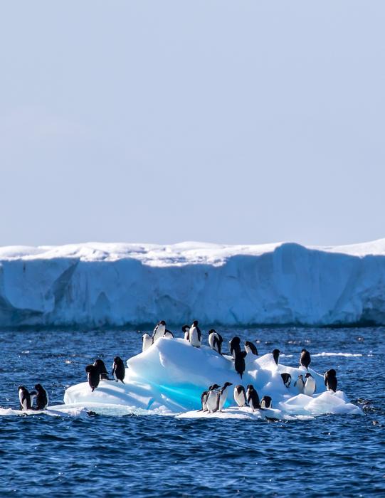 Adelie Penguins on seasonal sea ice in Antarctica
