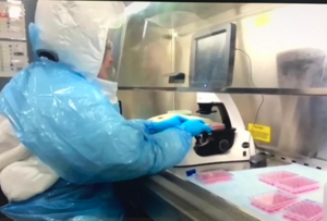 T-cell vaccine for COVID-19 may last longer t - Vimarsana News