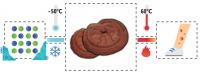 Extraction Conditions Changes Effects of Ganoderma lucidum