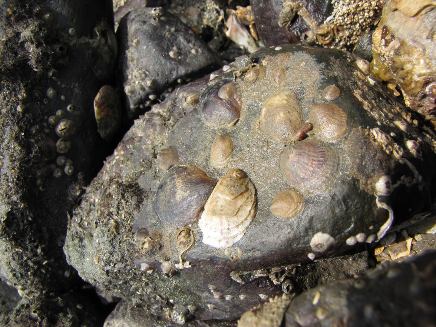 <em>Crepidula marginalis</em>