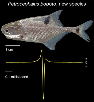 <i>Petrocephalus boboto</i>