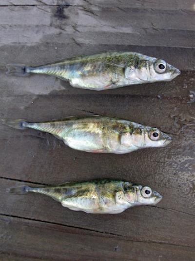 Three Spined Sticklebacks