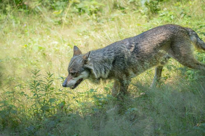 Wolf (Canis lupus) at the forest edge