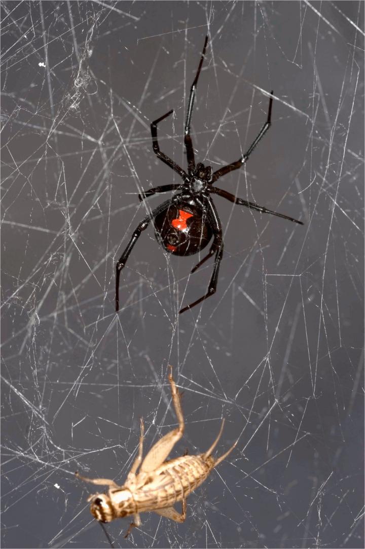 black widow spider web