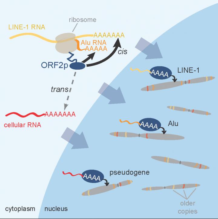 A Tale of Genetic Parasites and Their Tails