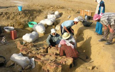 2005 Egypt Excavation of the <i>Basilosaurus isis </i>skull