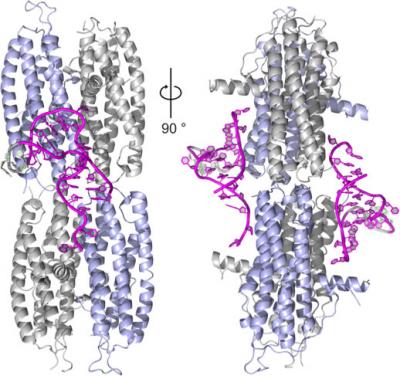 Binding of the Protein She2p to RNA