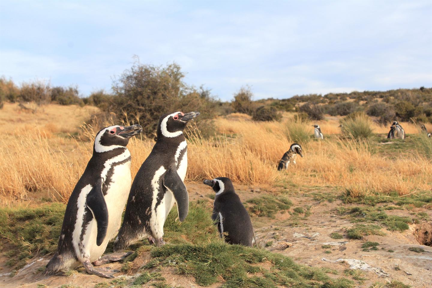 Magellanic Penguins