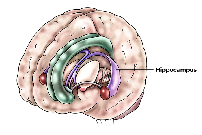 Human Hippocampus