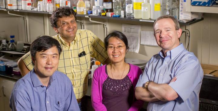 Studying vWF, a Shapeshifting Protein that Controls the Body's Ability to Heal Its Own Wounds