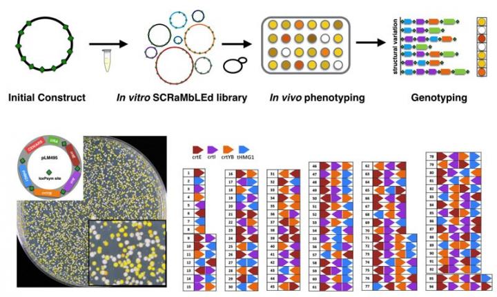 In Vitro DNA SCRaMbLE