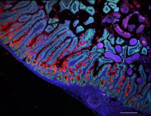 The human small intestine