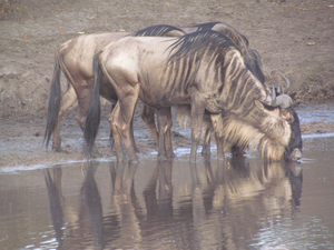 Wildebeest at a watering hole