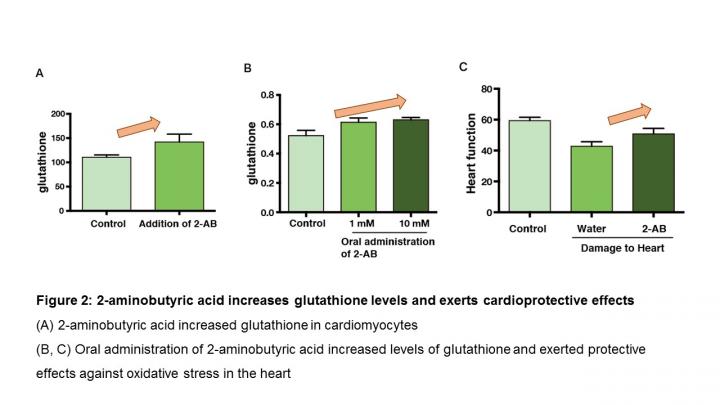 Newly Revealed Amino Acid Function Could Be Used to Boost Antioxidant Levels (2 of 2)