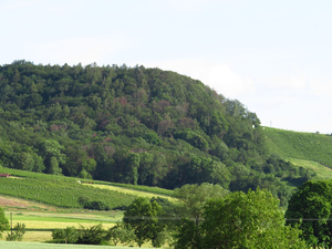 Beech trees near Abtswind, Germany