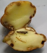 Guatemalan Tuber Moth and Larva