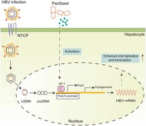 Paclitaxel-induced Immune Dysfunction and Activation of Transcription Factor AP-1 Facilitate Hepatitis B Virus Replication