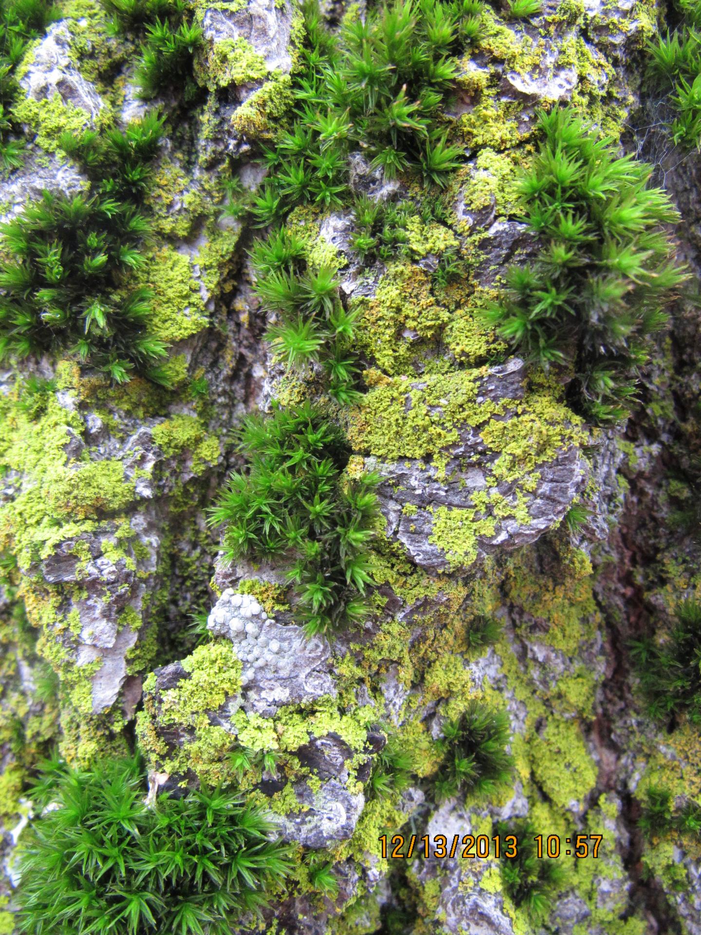 Lyell's Orthotrichum Moss