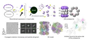 Recombinant proteasome from the parasite Trichomonas vaginalis, successfully produced in insect cells